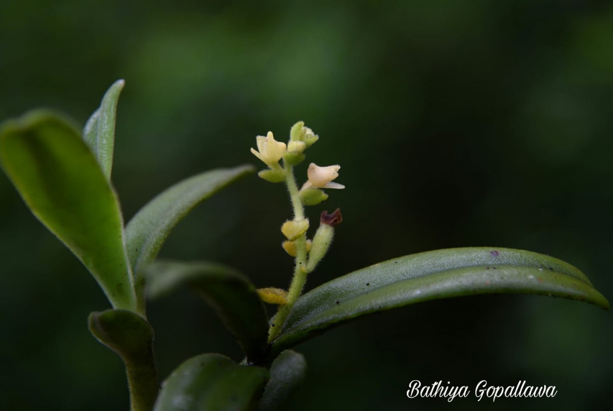 Trichotosia thwaitesii (Trimen) Ormerod & C.S.Kumar